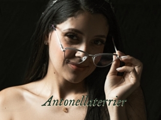 Antonellaterrier